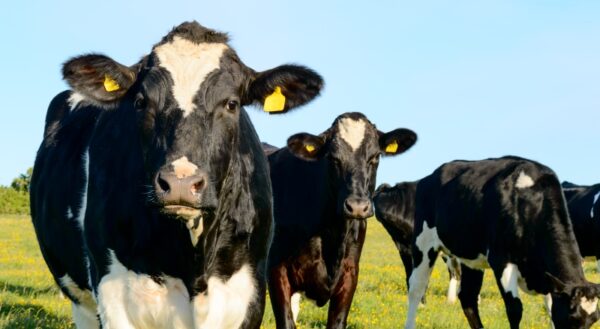 El Precio De La Leche Sube En Agosto Por Primera Vez En El Presente A O