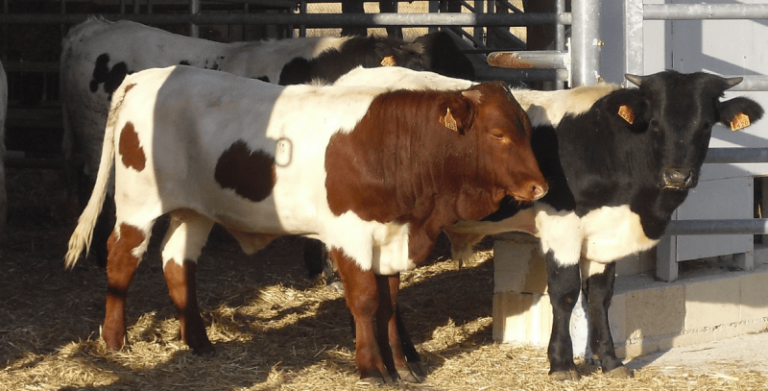 Las razas Berrendas estarán presentes en la próxima Feria de La