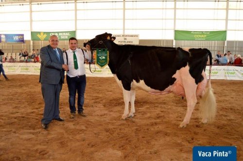 Copada Fever 5 se proclama Vaca Gran Campeona de Andalucía - Vacuno de ...