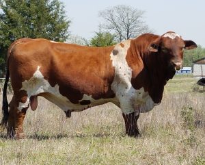 beefmaster-fuente-cattle-exchange