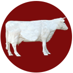 icono de Silueta de vaca para artículos técnicos