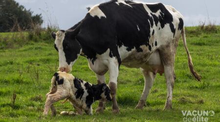 Vaca en post parto con el ternero