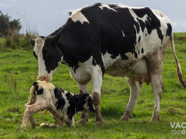 Vaca en post parto con el ternero