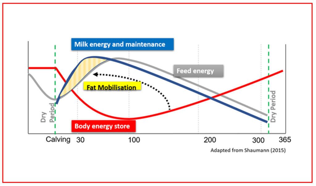 Gráfica de la energía de la leche y mantenimiento