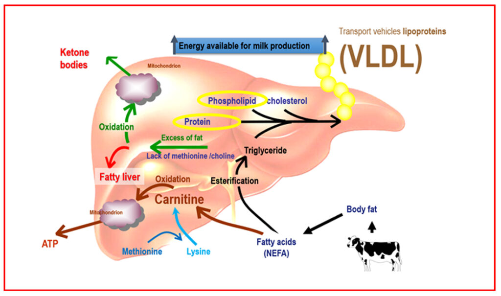 Transporte de ácidos grasos en el hígado de la vaca