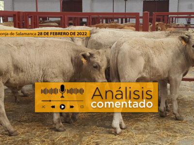 Terneros en el mercado de Salamanca Lonja 28 febrero 2022