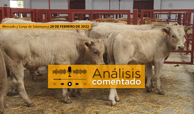 Terneros en el mercado de Salamanca Lonja 28 febrero 2022