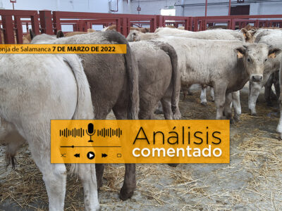 Terneros mercado de Salamanca 7 de marzo 2022