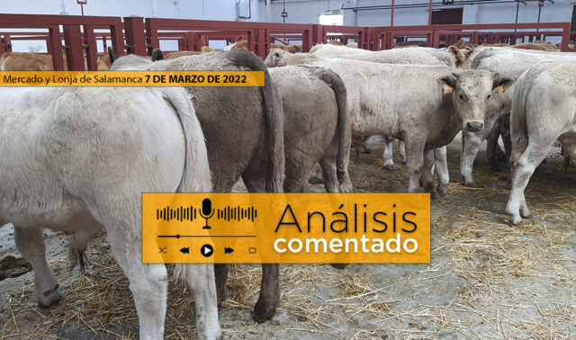 Terneros mercado de Salamanca 7 de marzo 2022