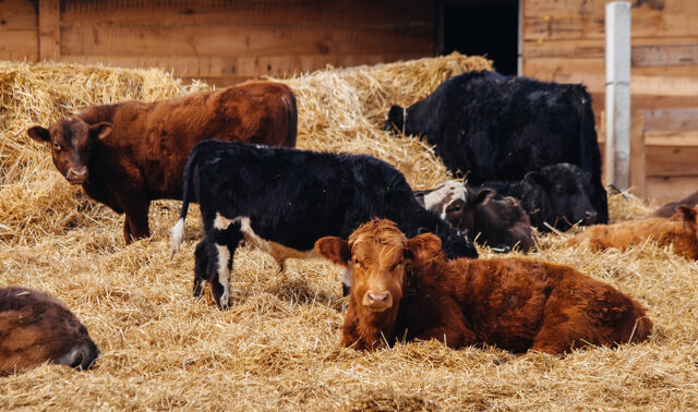 Vacas de carne en la Rioja