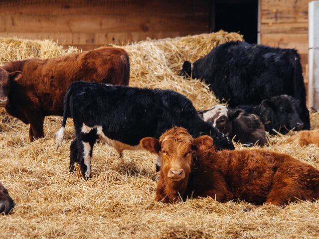 Vacas de carne en la Rioja
