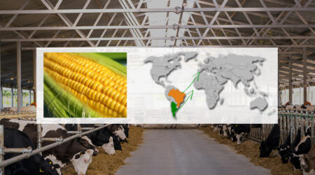 Importaciones de maíz desde Argentina y Brasil