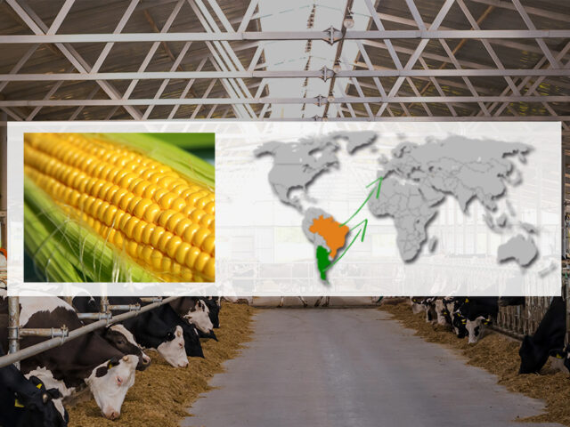 Importaciones de maíz desde Argentina y Brasil