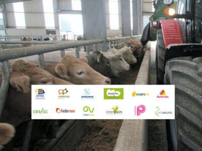 Vacas raza Limusín comiendo pienso