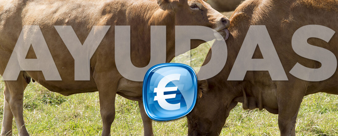Vacas de carne ayudas del Gobierno de España