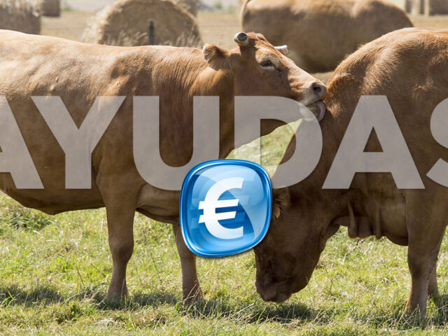 Vacas de carne ayudas del Gobierno de España