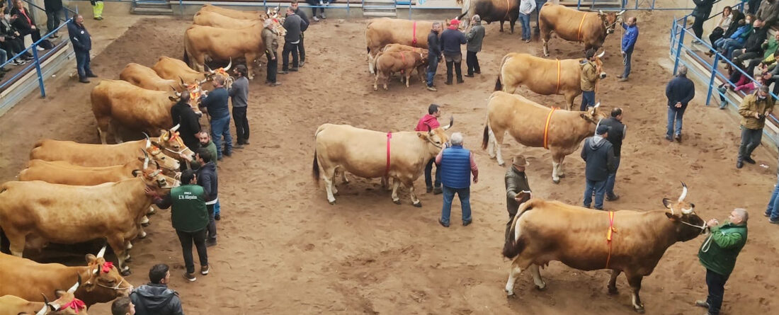 Vacas y toros en el Concurso Nacional Asturiana de los Valles 2022