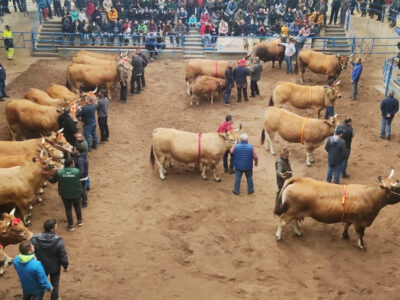 Vacas y toros en el Concurso Nacional Asturiana de los Valles 2022