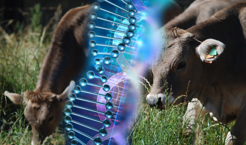 Vacas de carne alpinas con cadena de ADN