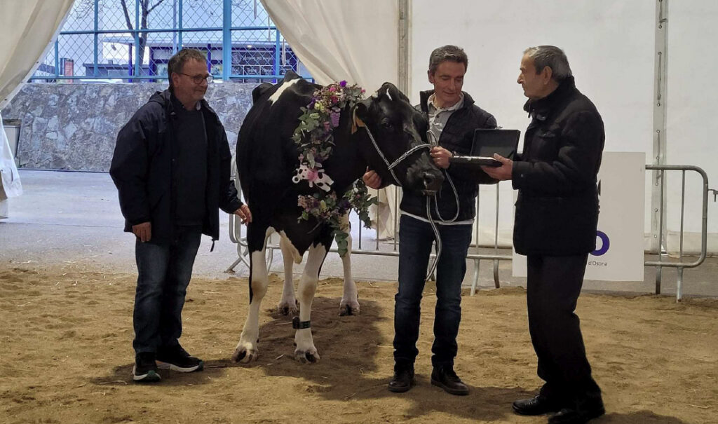 Vaca Frisona CAtaluña en mención especial 2022