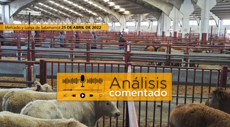 Mercado de Salamanca con terneros y vacas 25 de abril