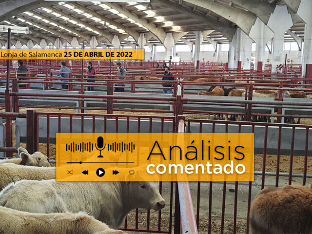 Mercado de Salamanca con terneros y vacas 25 de abril