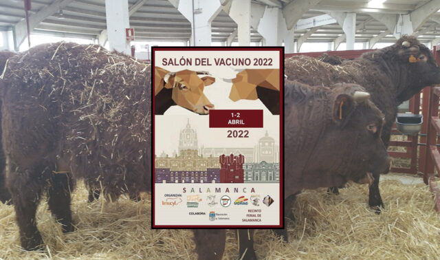 Vacas Salers con el cartel del Salón del Vacuno 2022