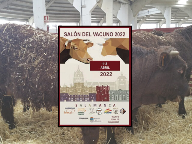 Vacas Salers con el cartel del Salón del Vacuno 2022