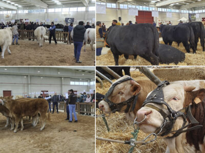Vacas Charolés, Limusín, Angus, Fleckvieh, Salón del Vacuno 2022