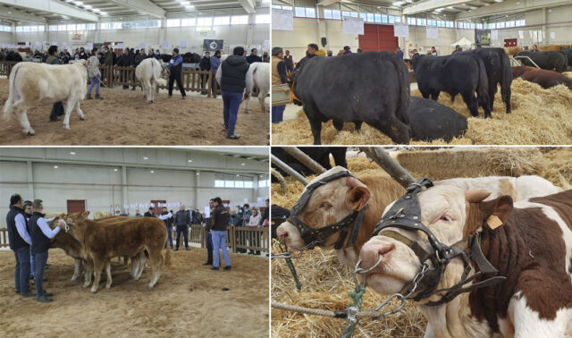 Vacas Charolés, Limusín, Angus, Fleckvieh, Salón del Vacuno 2022