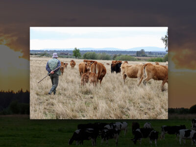 Vacas de carne en el campo