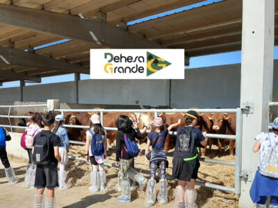 Niños viendo terneros de cebo en la cooperativa Dehesa Grande