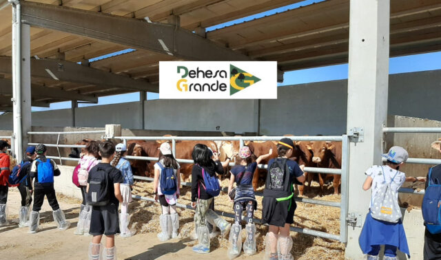 Niños viendo terneros de cebo en la cooperativa Dehesa Grande