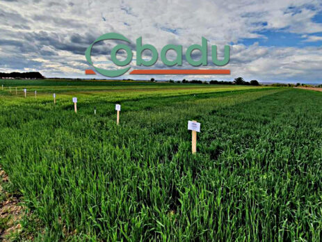 Campo de ensayo de Cobadu