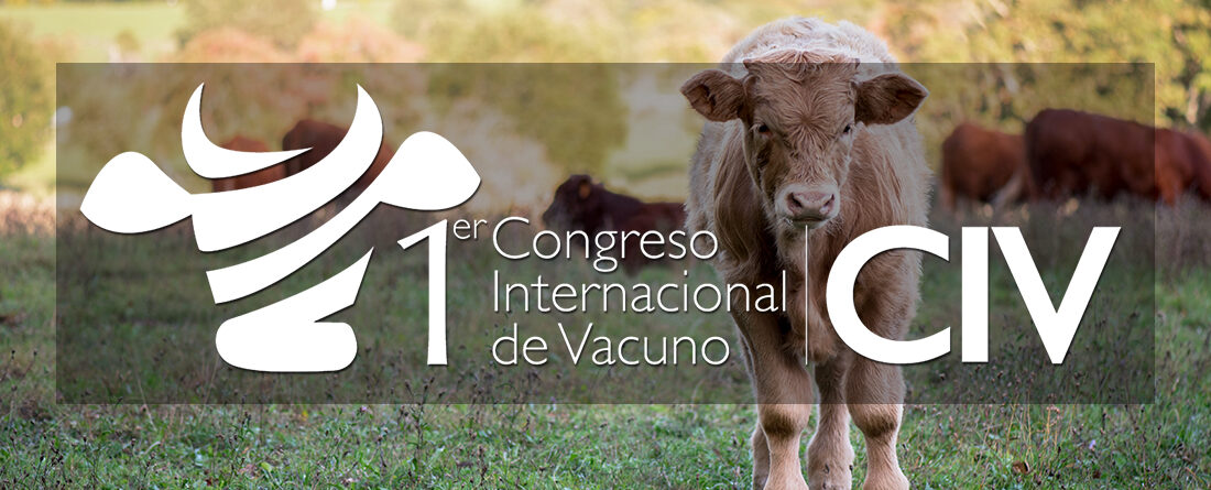 Ternero limusin congreso internacional vacuno 2022