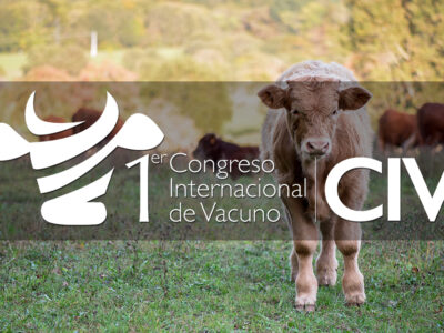 Ternero limusin congreso internacional vacuno 2022