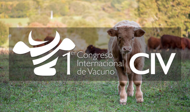 Ternero limusin congreso internacional vacuno 2022