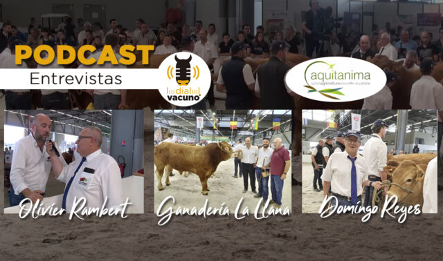 Entrevistas raza Limusin en Aquitánima 2022