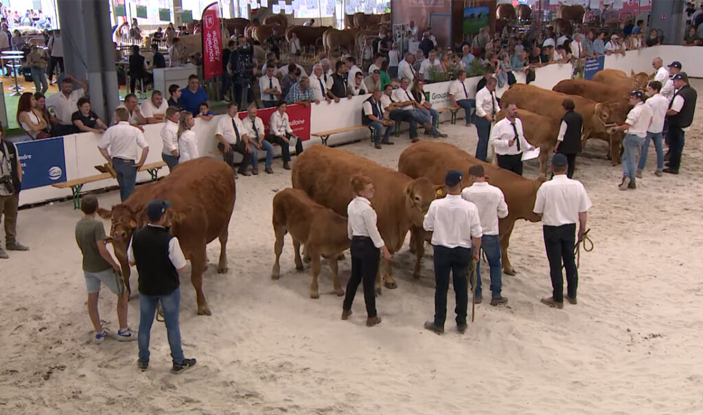 Concurso de vacas y toros raza Limusín Aquitánima 2022