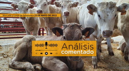 Terneros en el mercado de Salamanca 23 Mayo 2022