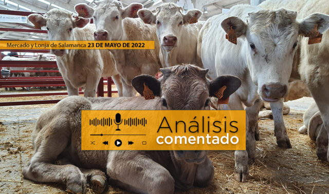 Terneros en el mercado de Salamanca 23 Mayo 2022