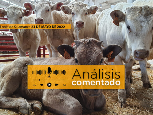 Terneros en el mercado de Salamanca 23 Mayo 2022