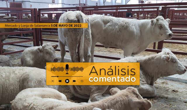 Terneros en el mercado de Salamanca 3 Mayo 2022