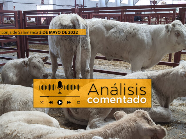 Terneros en el mercado de Salamanca 3 Mayo 2022