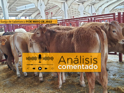 Terneros Limusín y cruce en la Lonja Y mercado de Salamanca 9 de mayo de 2022