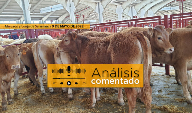 Terneros Limusín y cruce en la Lonja Y mercado de Salamanca 9 de mayo de 2022