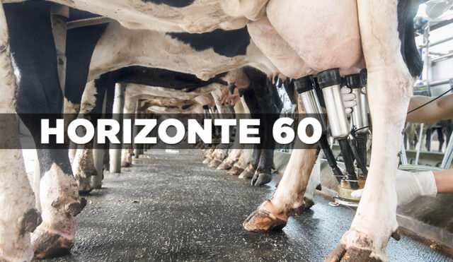 Ordeñando vacas lecheras raza Frisona