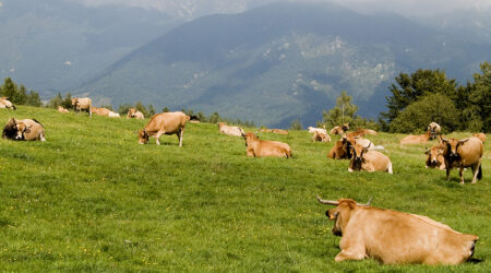 Vacas pastando en el campo y montaña