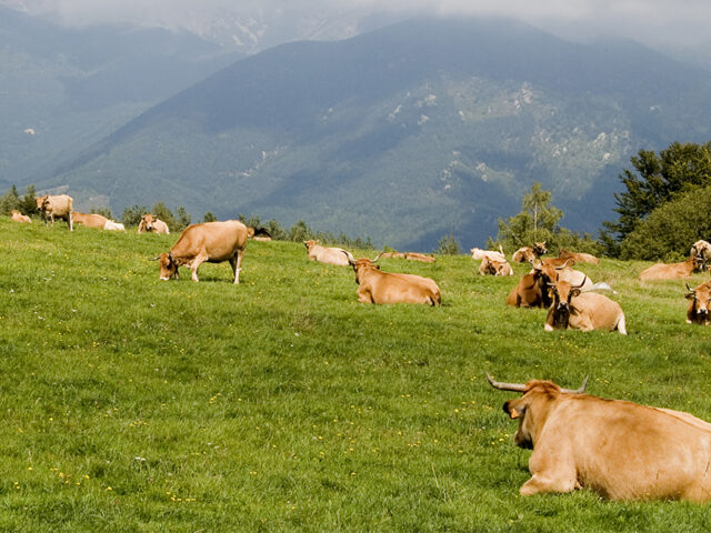 Vacas pastando en el campo y montaña