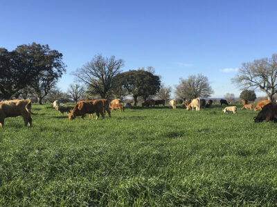 Vacas y terneros pastando en extensivo